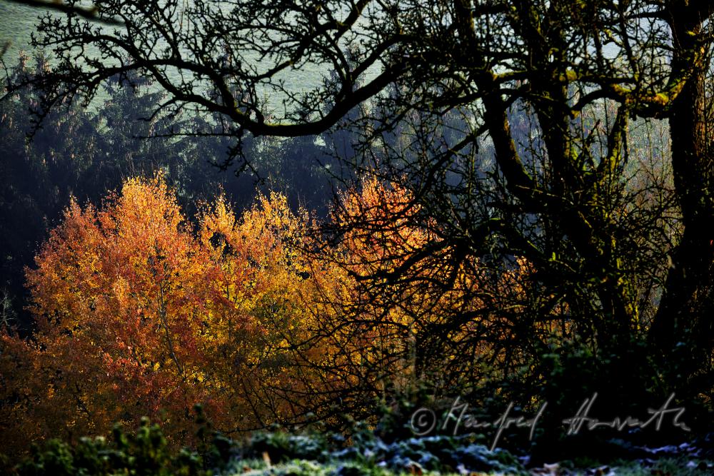 Herbstwald im Naturschutzgebiet