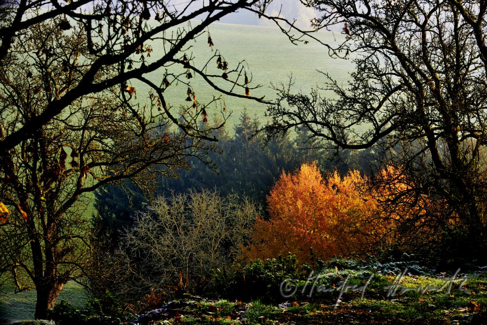 Herbstwald im Naturschutzgebiet