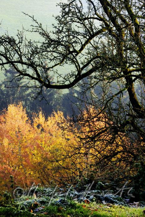 Herbstwald im Naturschutzgebiet