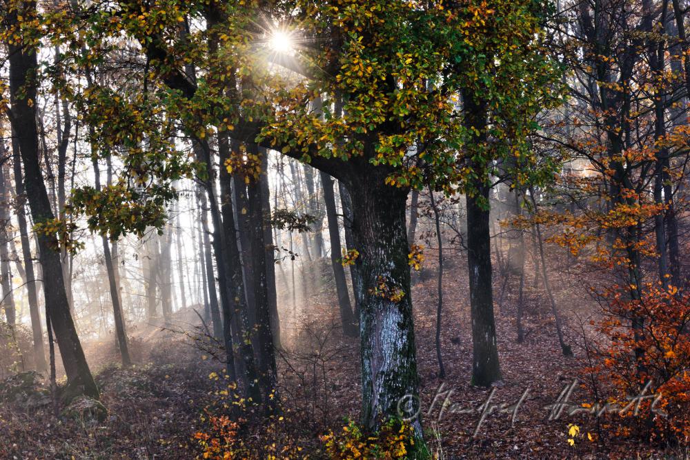 Morgennebel im Mischwald bei Bad Mühllacken