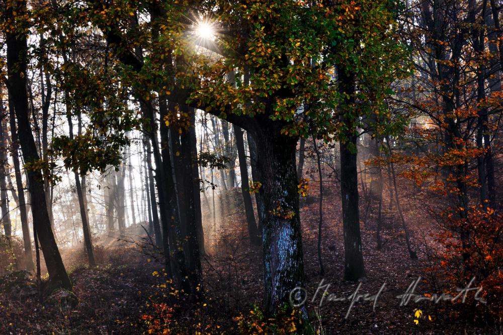 Morgennebel im Mischwald bei Bad Mühllacken