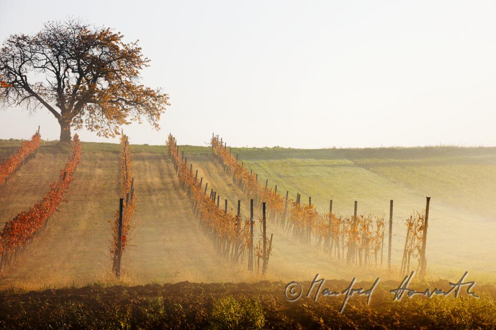 Weingärten im Morgennebel