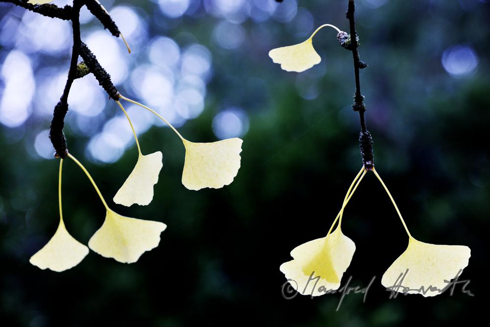 Ginko-Blätter in Herbstfarben im Schlosspark