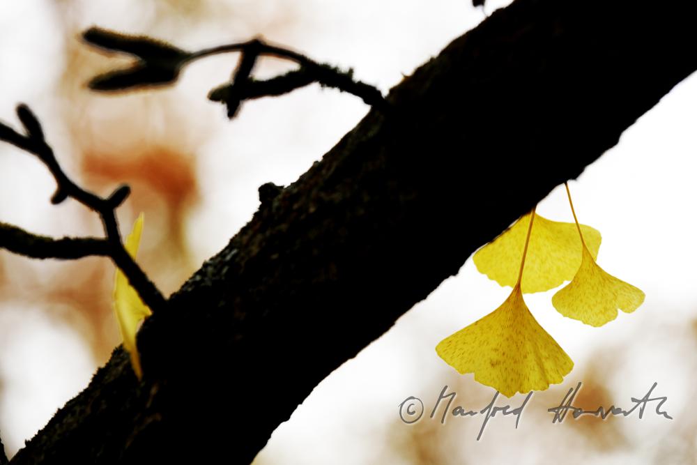 Ginko-Blätter in Herbstfarben im Schlosspark