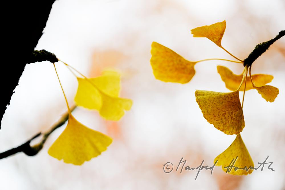 Ginko-Blätter in Herbstfarben im Schlosspark