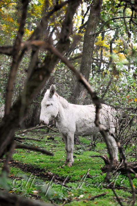Weiße Esel im Nationalpark auf der Weide