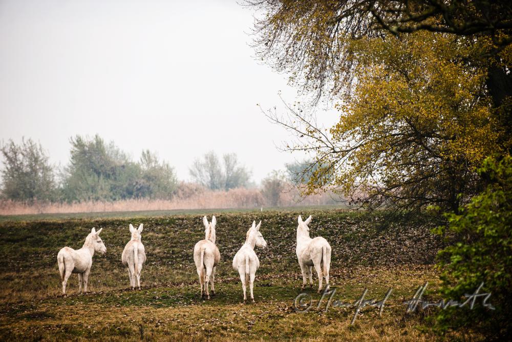 Weiße Esel im Nationalpark auf der Weide