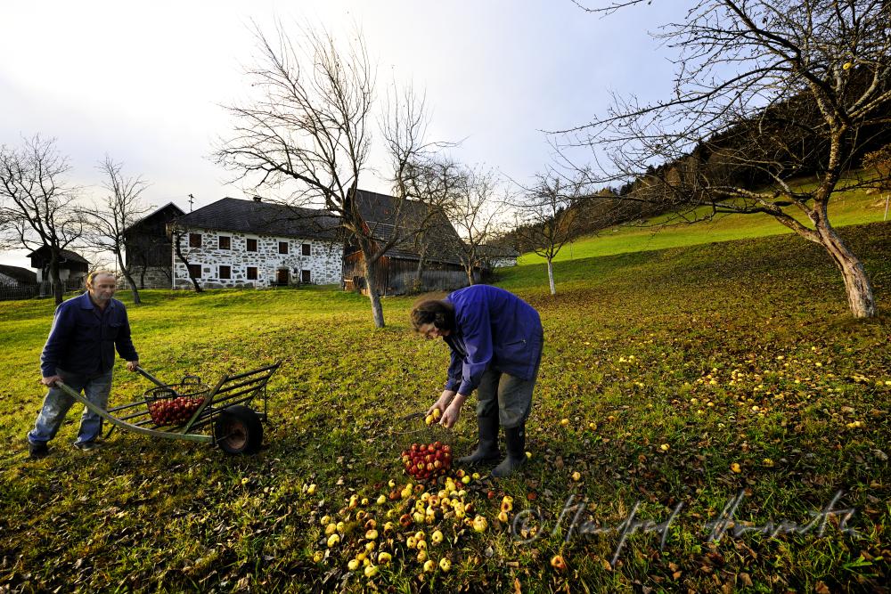 Bauern (Geschwister) bei der Apfelernte