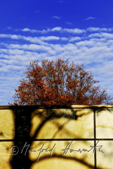 moderner Zubau zum Garten und Reflexion von Pflanzen