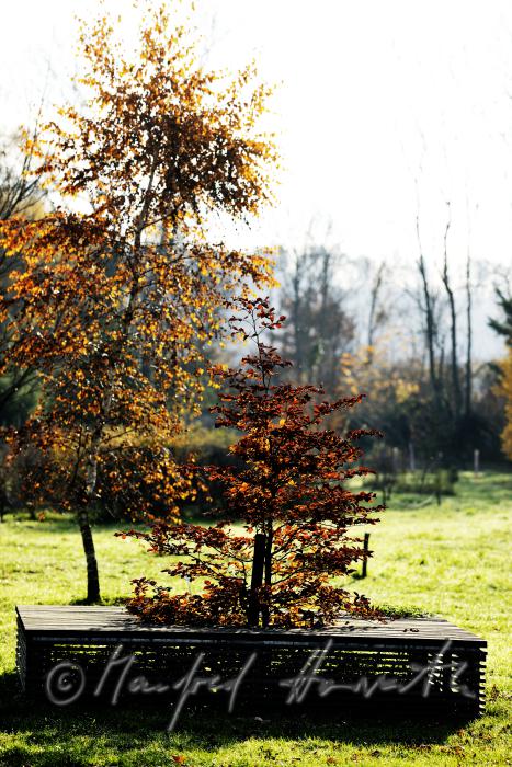 Sitzbank mit Buche in der Mitte im Schlosspark