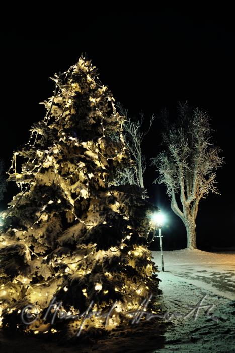 Weihnachtsbaum am Hauptplatz
