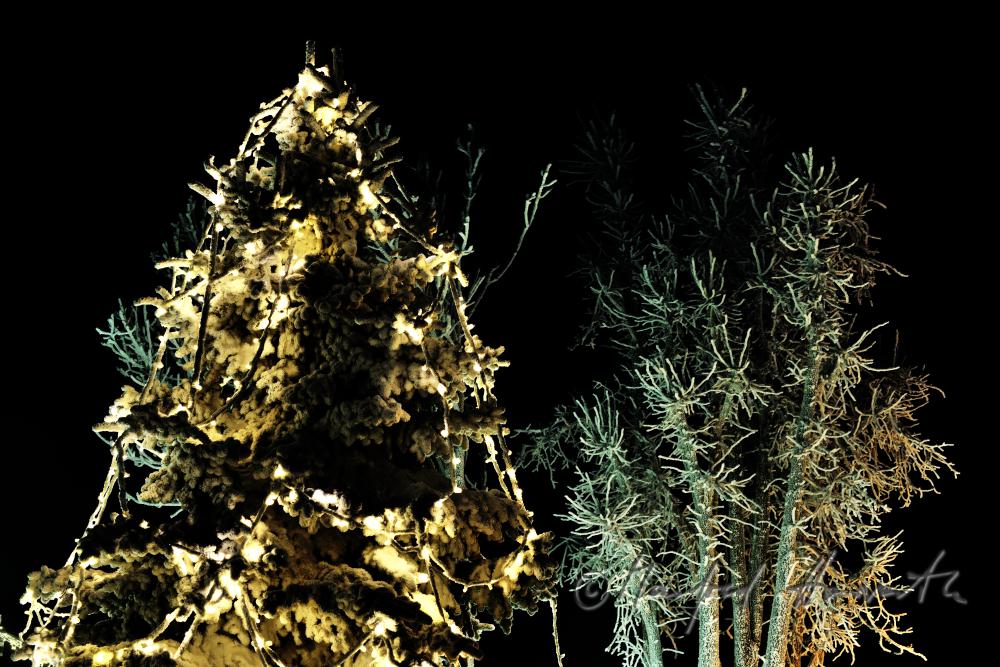Weihnachtsbaum am Hauptplatz