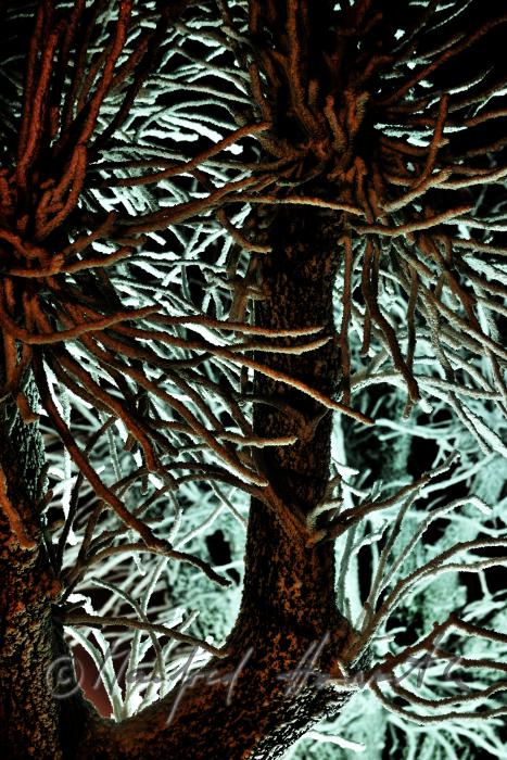 vereiste Bäume mit Rauhreif im Laternenlicht bei Nacht