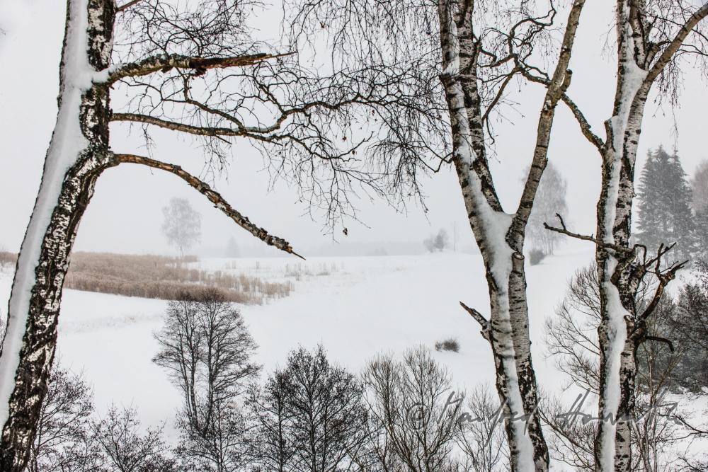 Feld mit kleiner Schilf-Insel