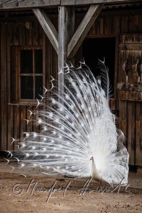 Weisser Pfau im Gehege des Tierparks