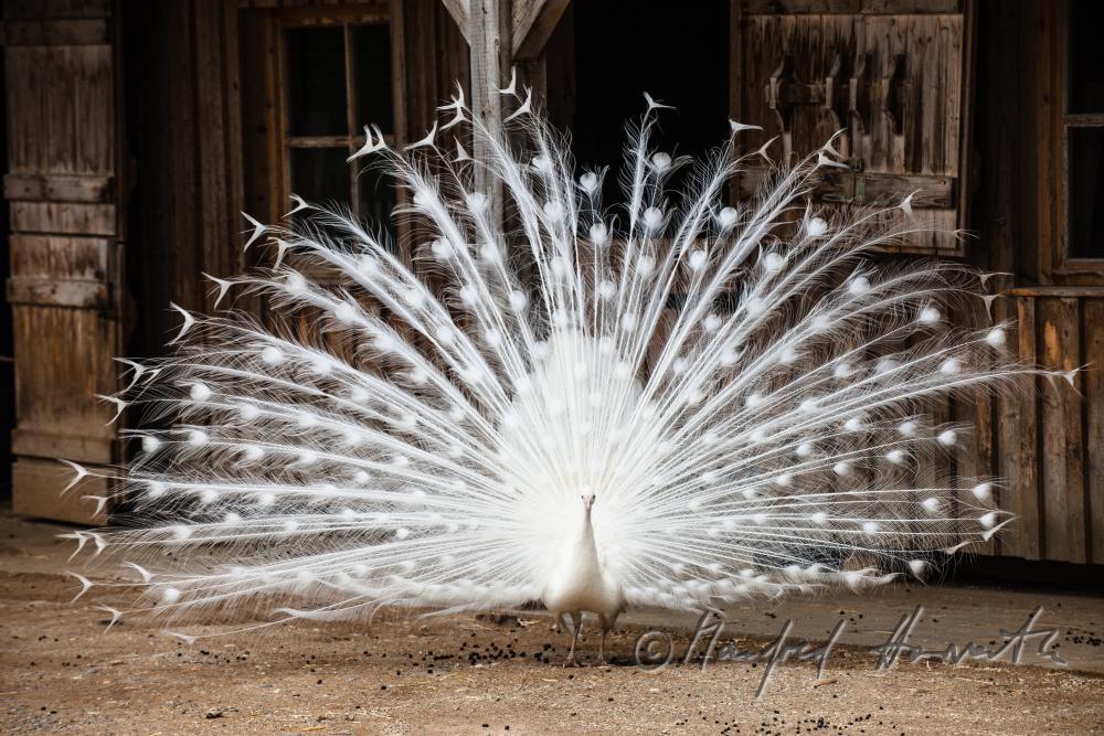 Weisser Pfau im Gehege des Tierparks