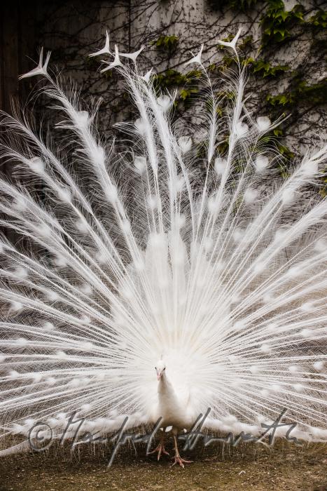 Weisser Pfau im Gehege des Tierparks