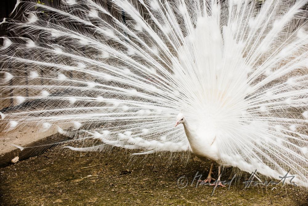 Weisser Pfau im Gehege des Tierparks