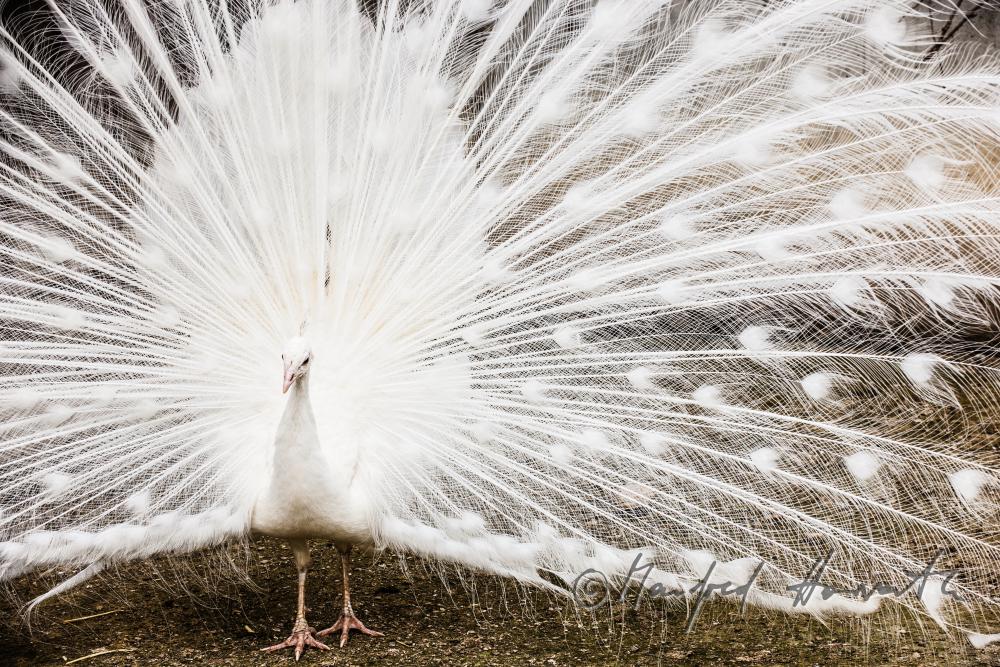 Weisser Pfau im Gehege des Tierparks
