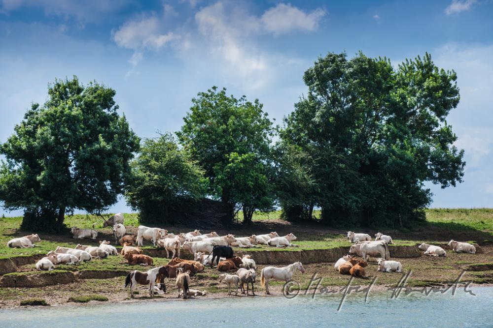 Charolais-Rinder und Pferde am Ufer der Saone