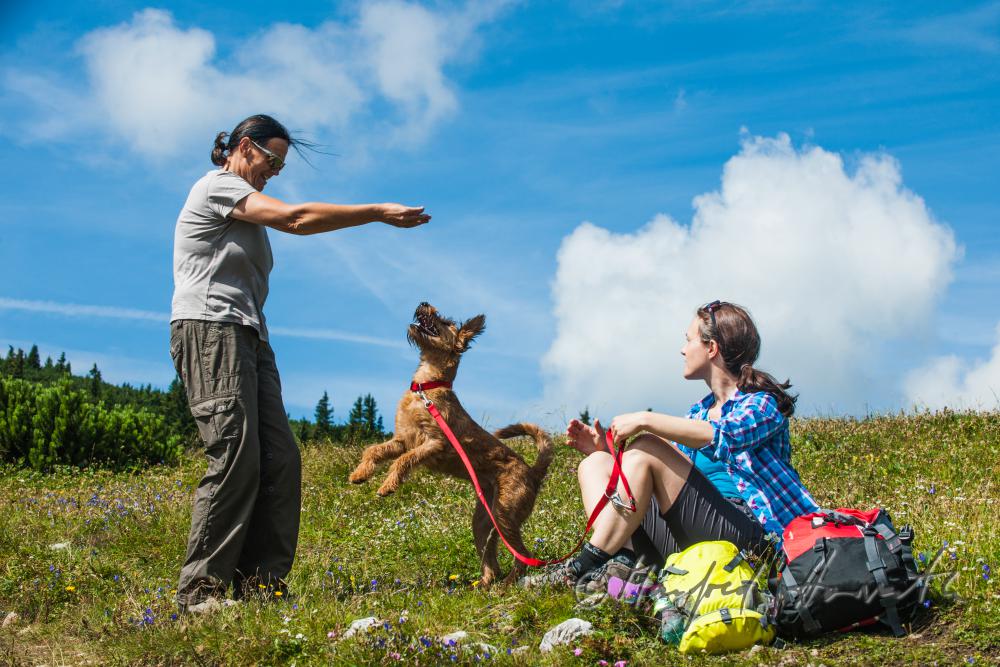 Wanderer mit Hund auf dem Höhenweg beim Erzherzog-Otto-Schutzhaus
