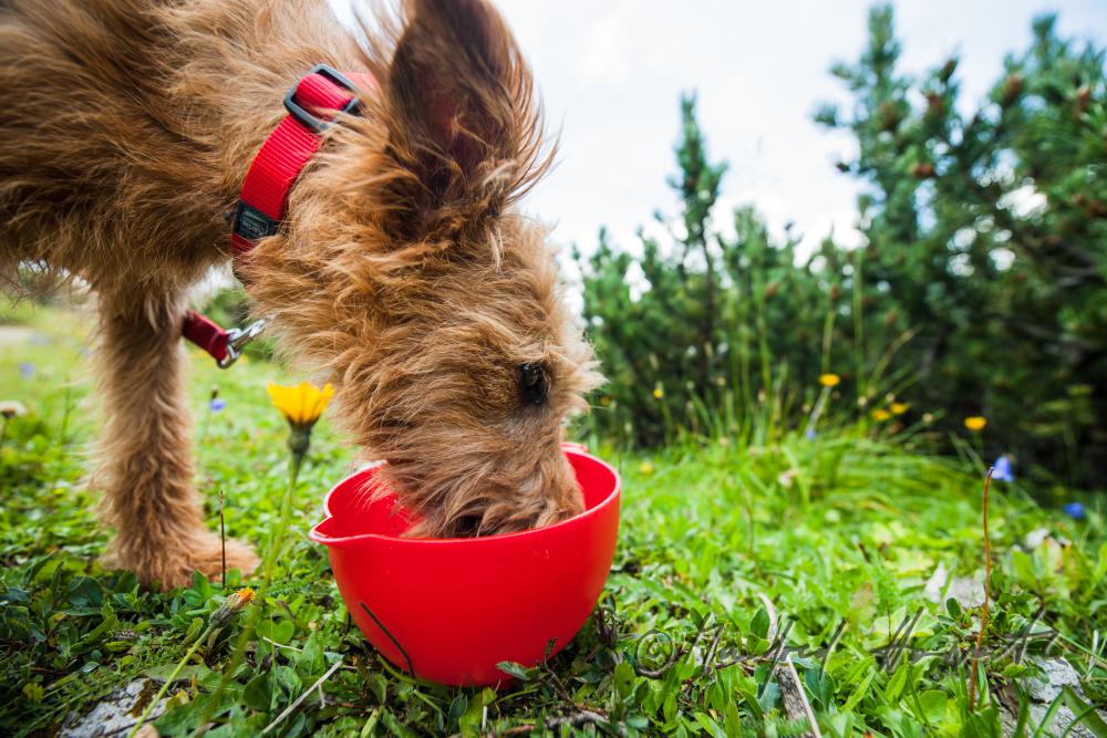 Wandern mit Hund: Airedale Terrier trinkt Wasser
