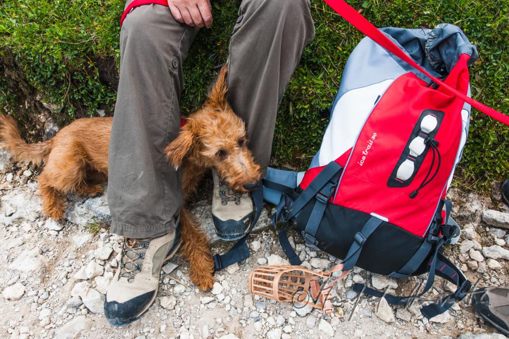 Manfred Horvath Wandererin mit Hund auf dem Höhenweg