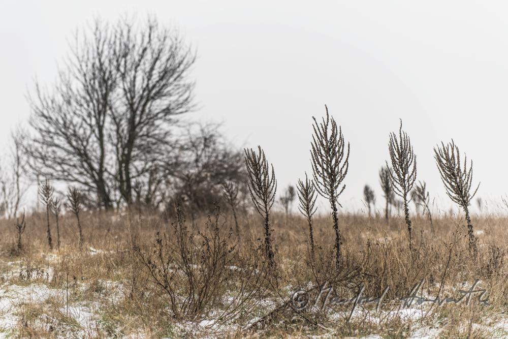 Flockige Königskerzen auf dem winterlichen Trockenrasen