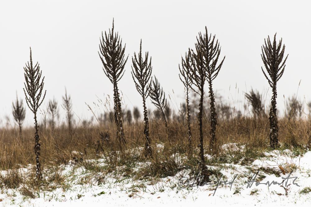 Flockige Königskerzen auf dem winterlichen Trockenrasen