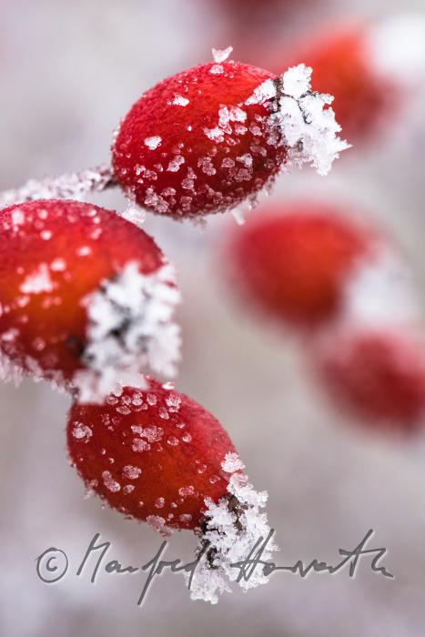 reife Hagebutten mit Rauhreif-Eiskristallen auf einem Strauch