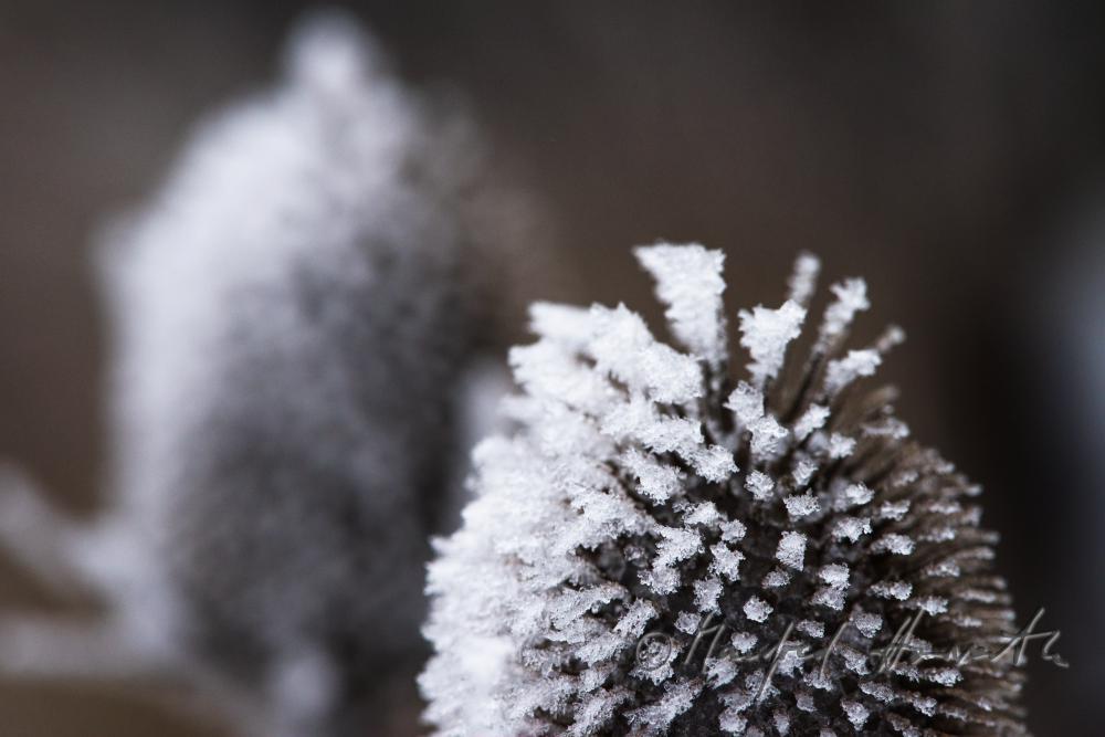 Disteln (Cirsium lanceolatum) mit Rauhreif