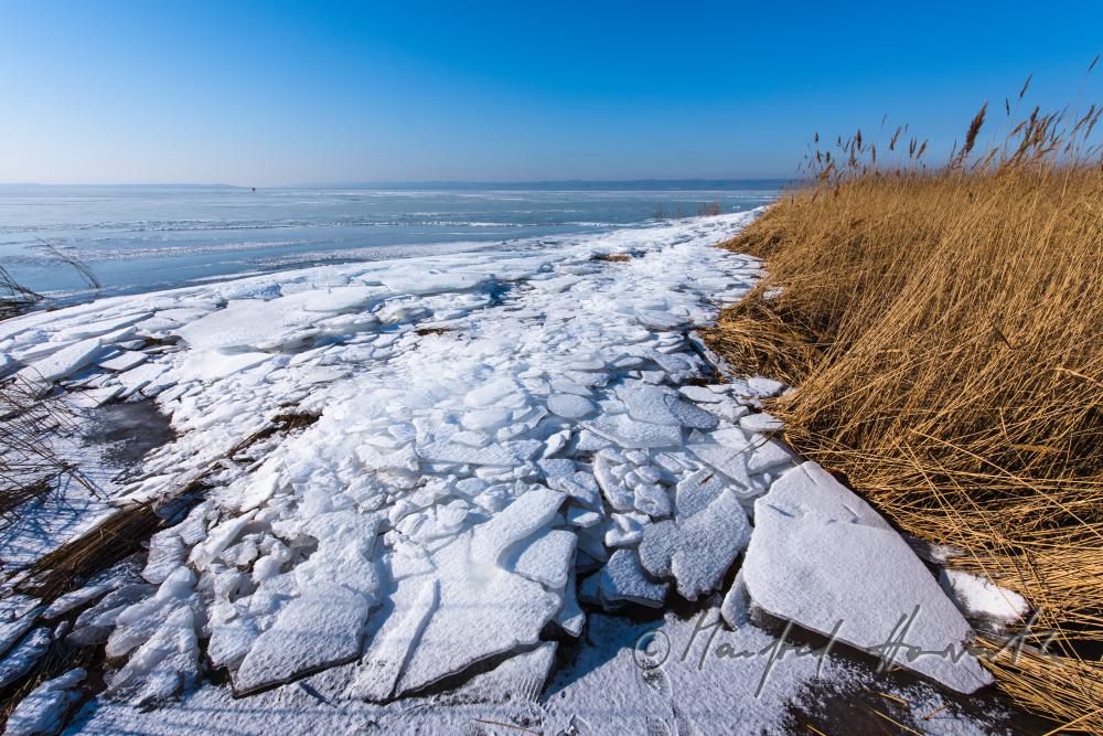 Schilf und Eis am Strand von Podersdorf