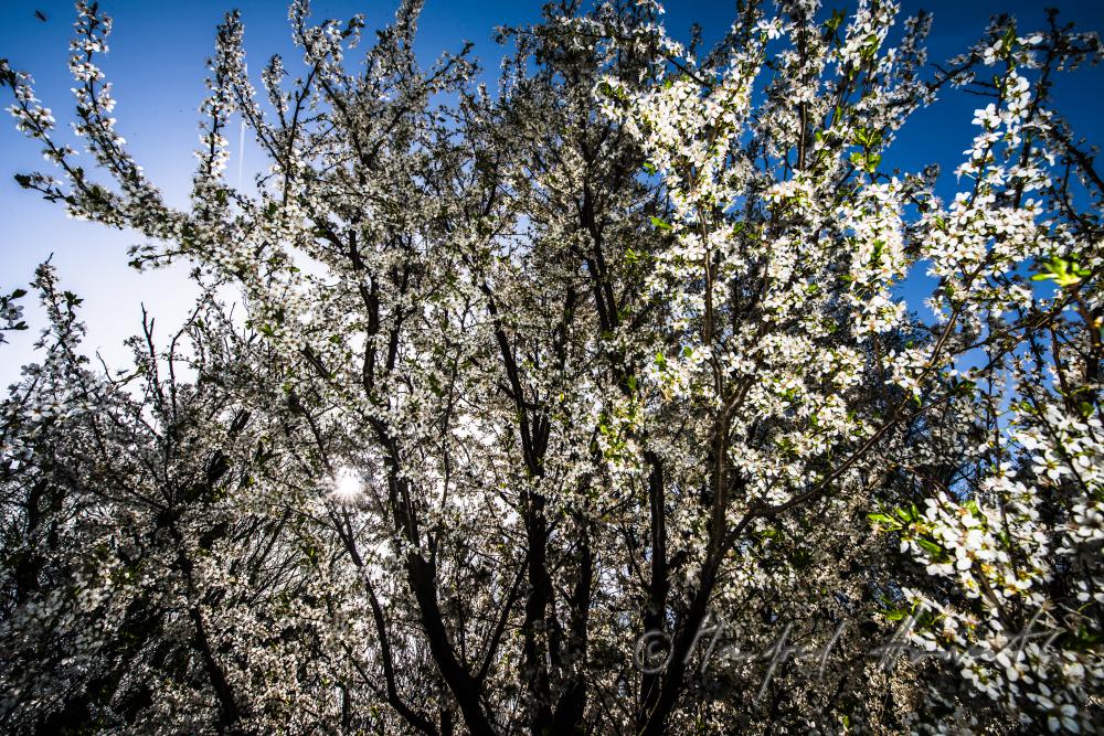 blühender Kirschbaum im Weingarten