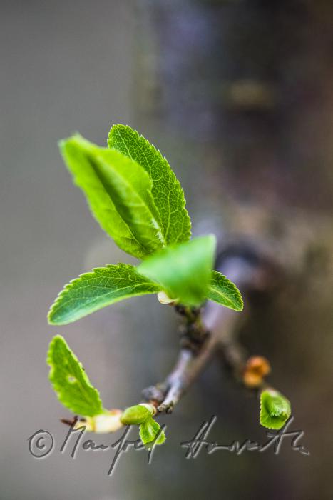 blühender Kirschbaum im Weingarten