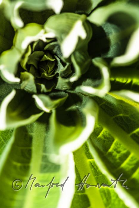 frische Triebe einer Distel