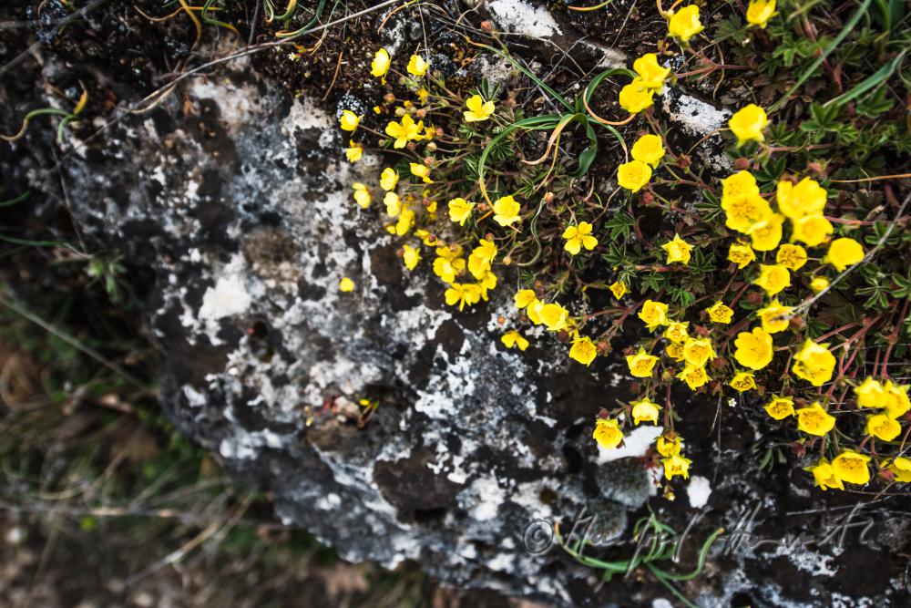 Illyrischer Hahnenfuß im Naturschutzgebiet Thenau