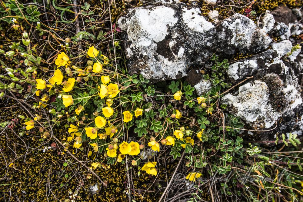 Illyrischer Hahnenfuß im Naturschutzgebiet Thenau