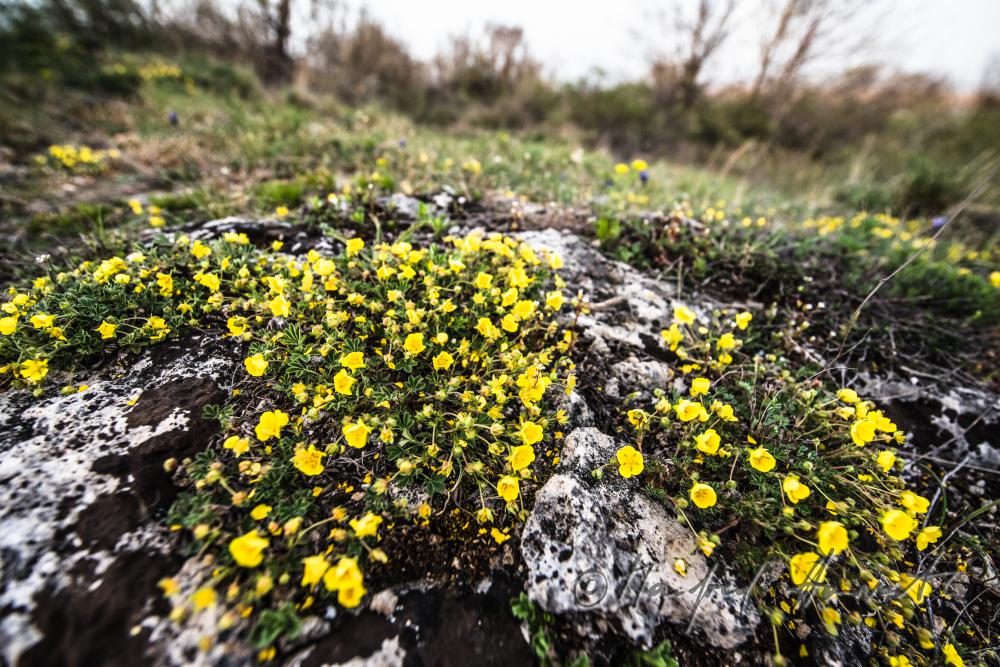 Illyrischer Hahnenfuß im Naturschutzgebiet Thenau