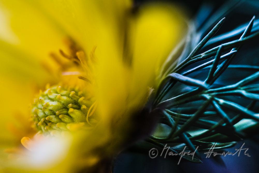 Adonisröschen (Adonis ramosa) im Naturschutzgebiet Thenau