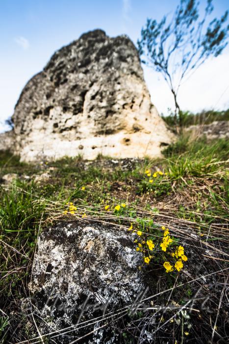 Illyrischer Hahnenfuß im Naturschutzgebiet Thenau