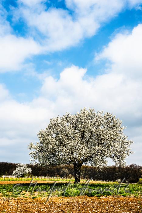 blühender Kirschbaum im Weingarten