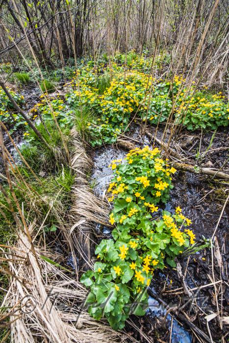 Sumpfdotterblumen im Bachbett einer Waldlichtung