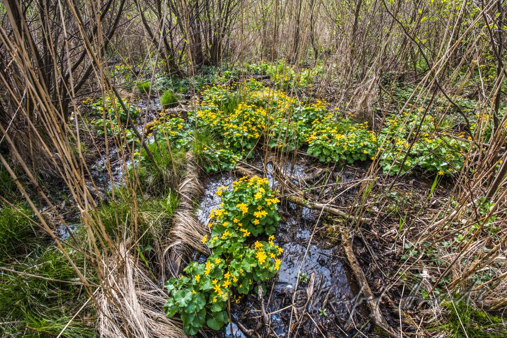 Sumpfdotterblumen im Bachbett einer Waldlichtung