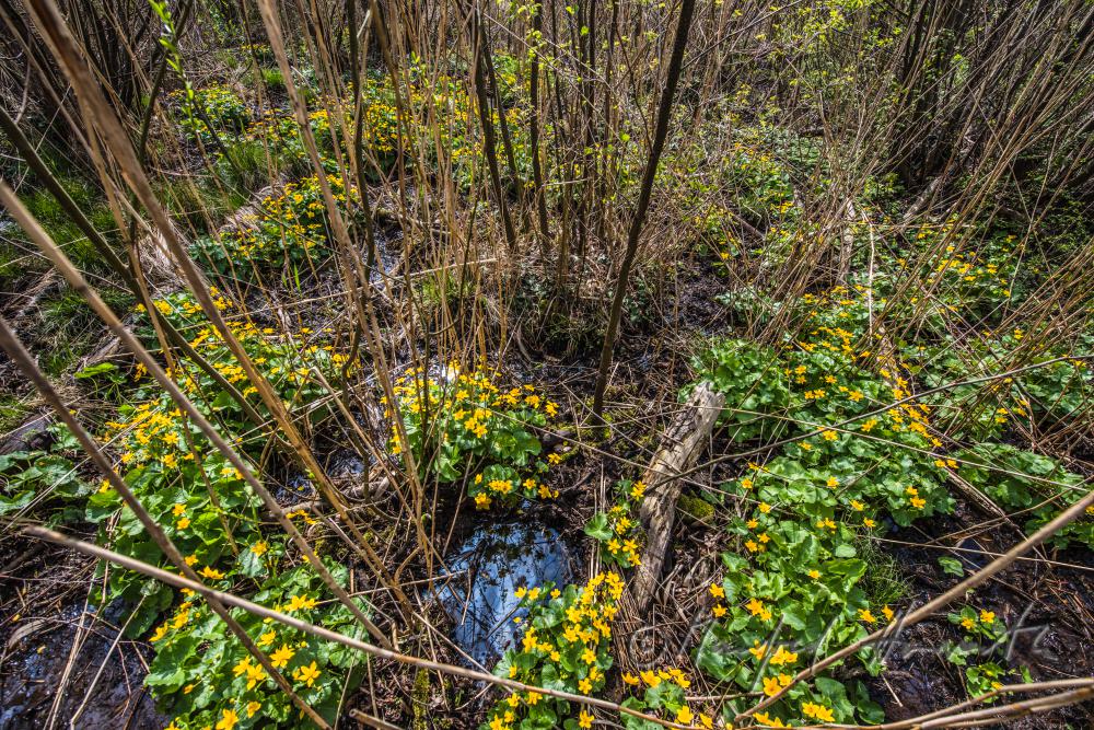 Sumpfdotterblumen im Bachbett einer Waldlichtung