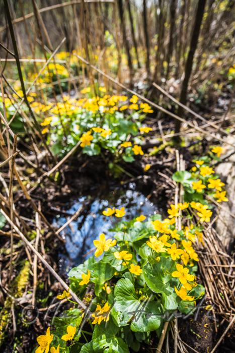 Sumpfdotterblumen im Bachbett einer Waldlichtung