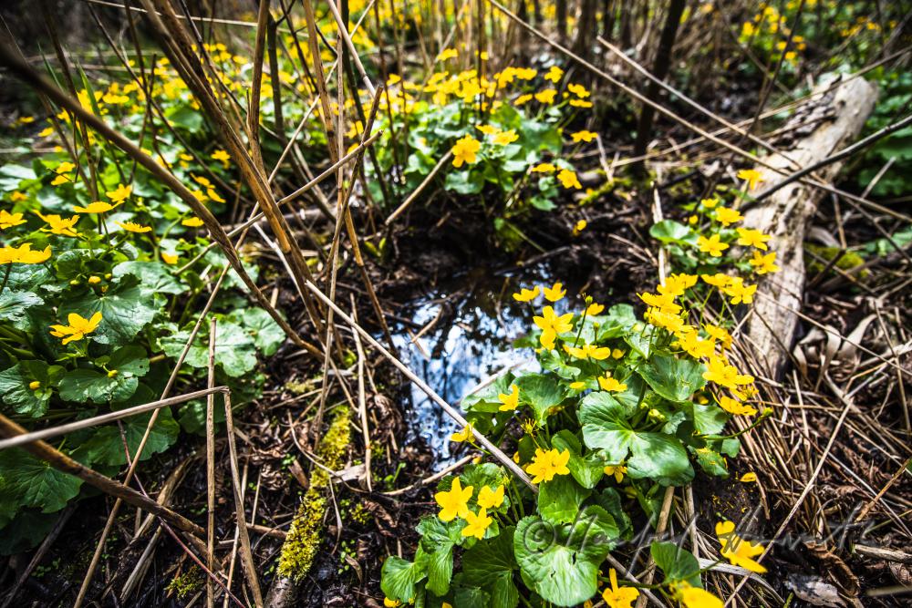 Sumpfdotterblumen im Bachbett einer Waldlichtung