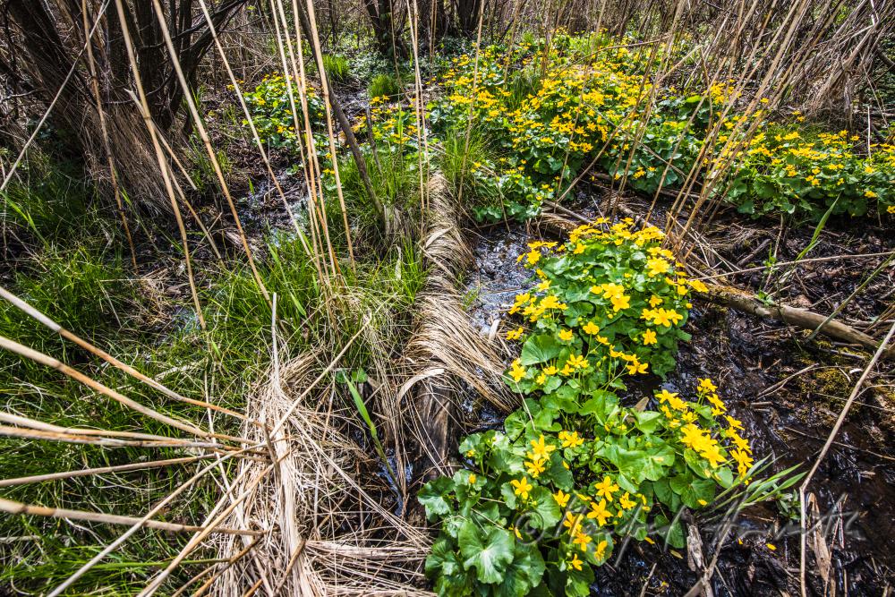 Sumpfdotterblumen im Bachbett einer Waldlichtung
