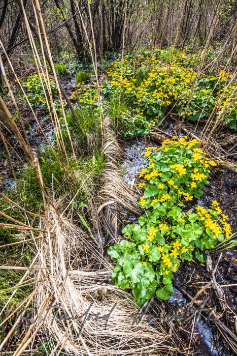 Sumpfdotterblumen im Bachbett einer Waldlichtung