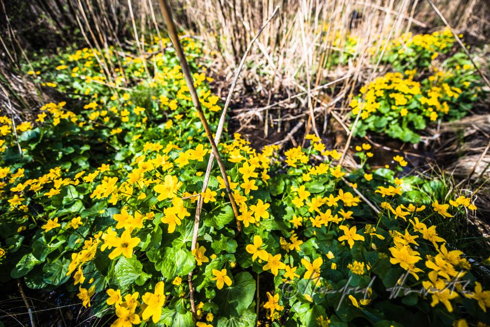 Sumpfdotterblumen im Bachbett einer Waldlichtung