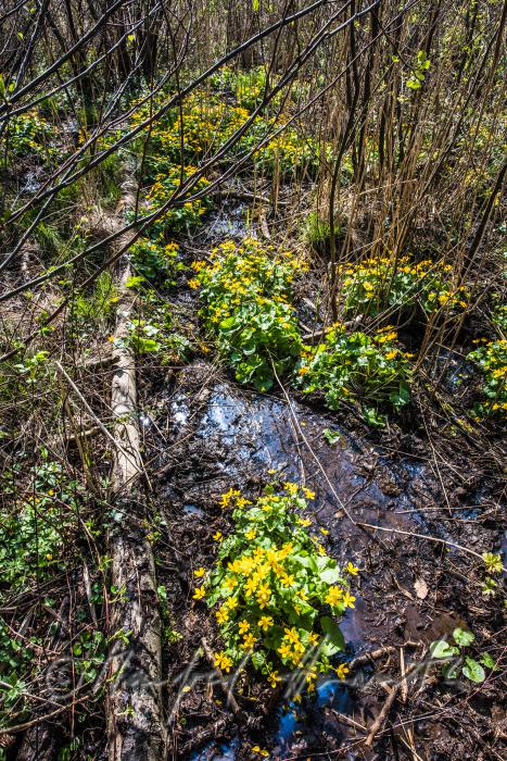 Sumpfdotterblumen im Bachbett einer Waldlichtung